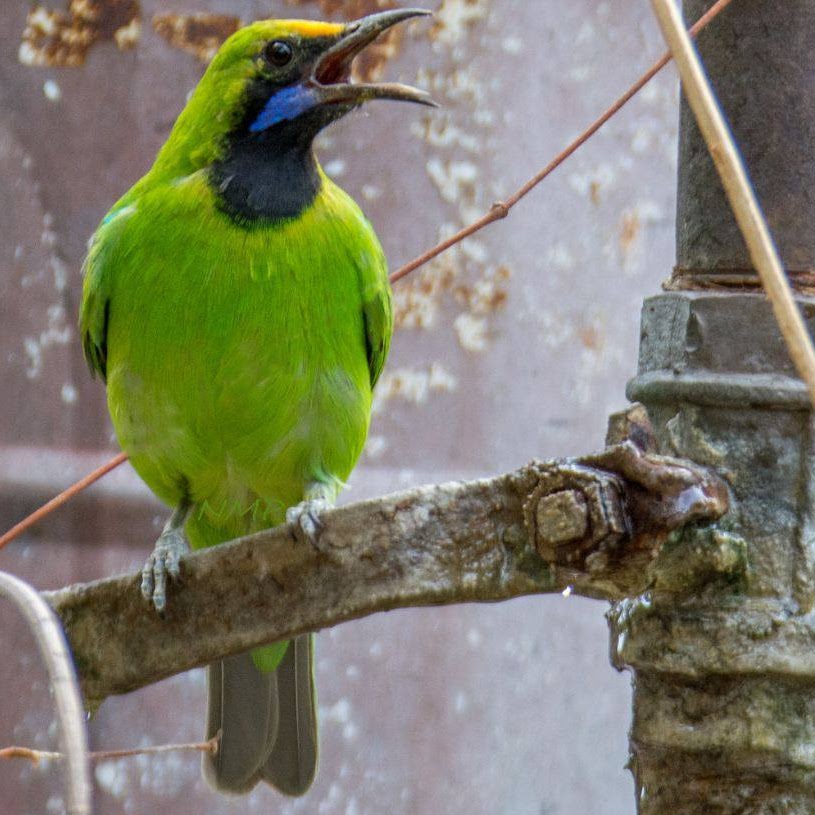 Golden Fonted Leaf Bird