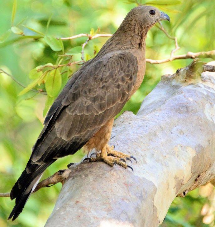 Honey Buzzard