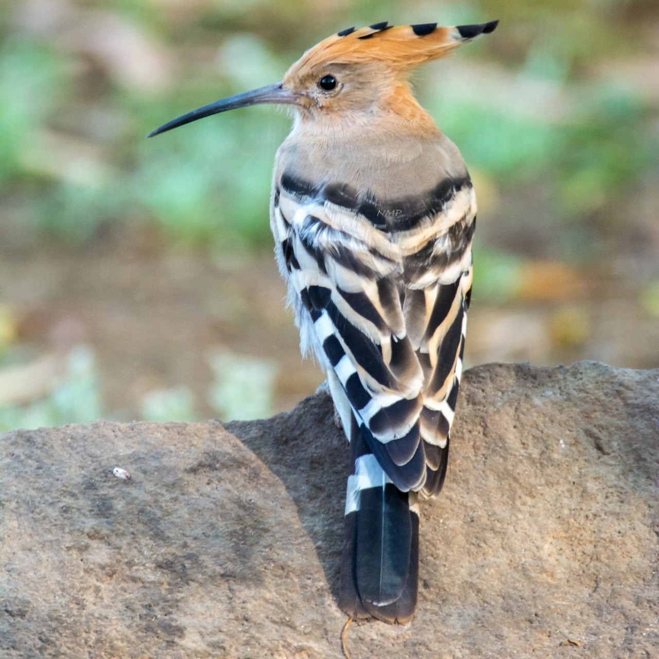 Hoopoe
