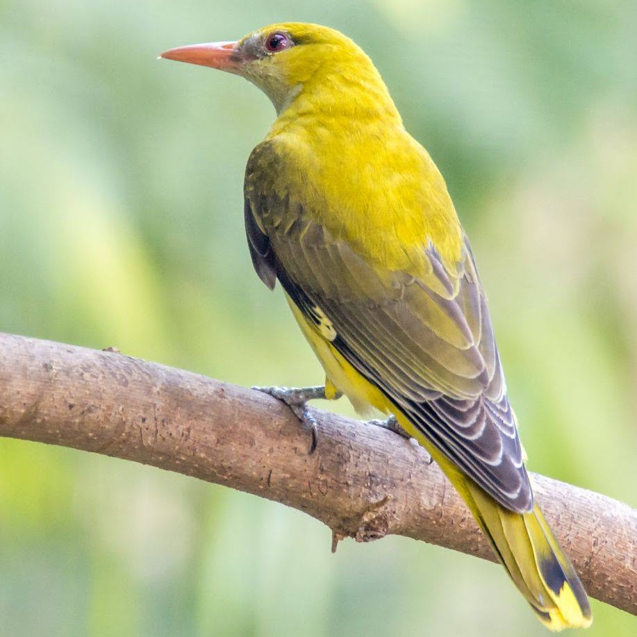 Indian golden oriole