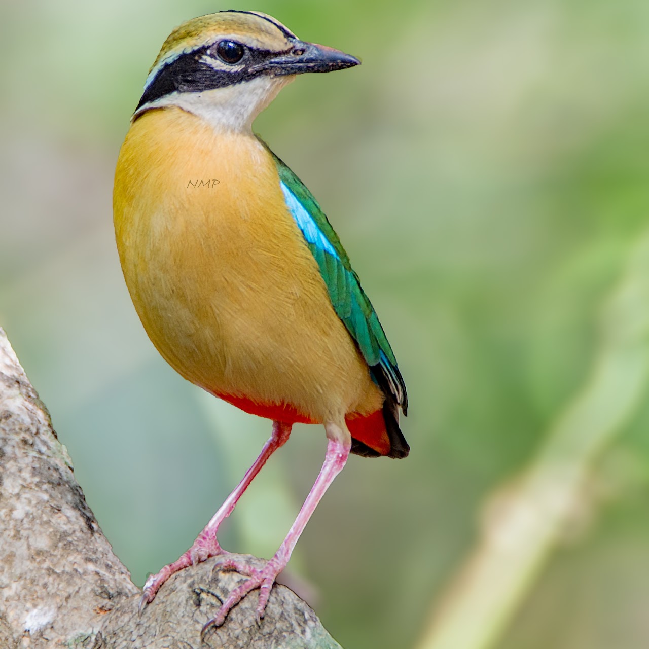 Indian Pitta