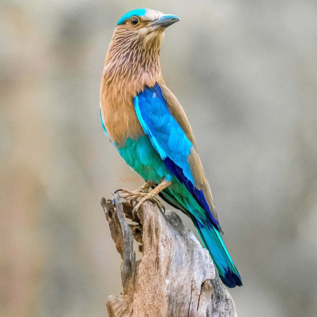 Indian Roller