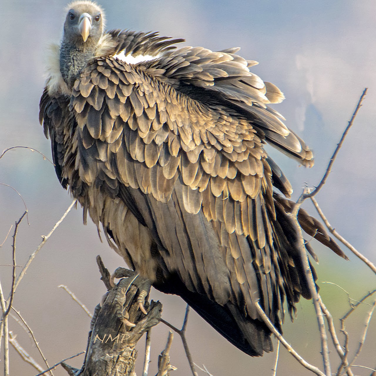 Indian Vulture