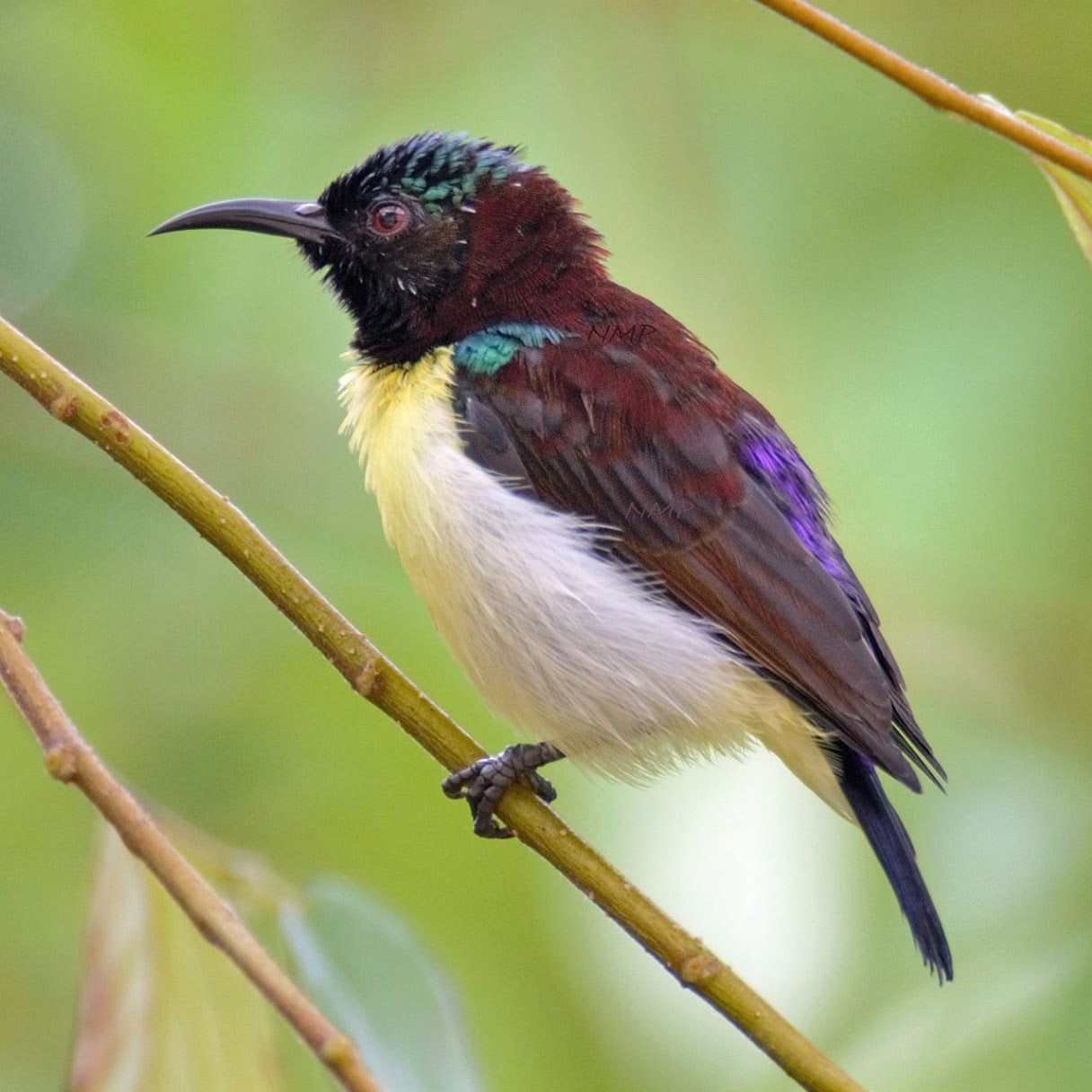 Purple Rumped Sunbird