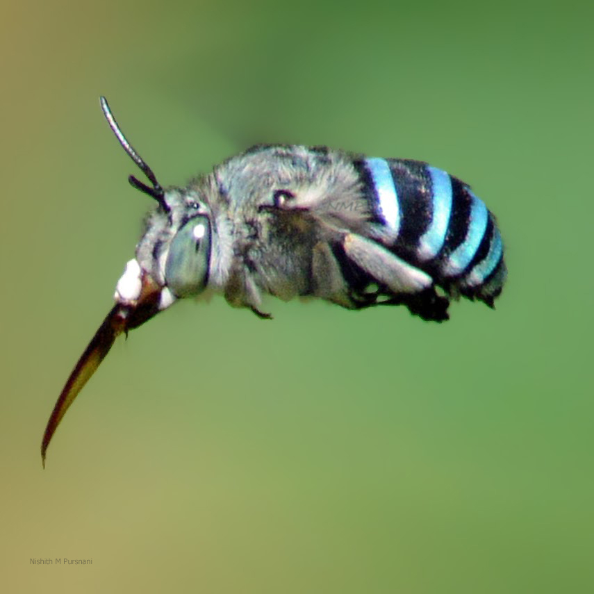 Blue banded bee