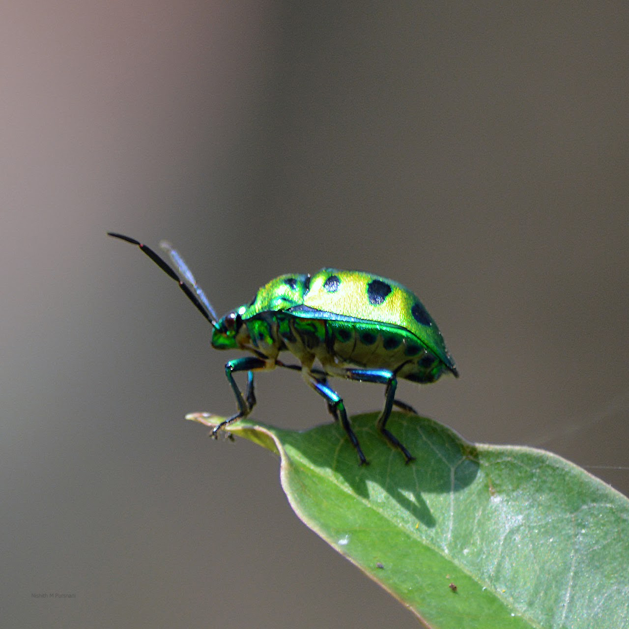 Jewel bug