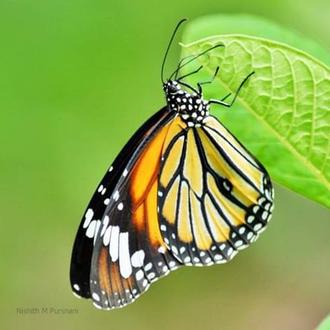 Oriental Striped Tiger