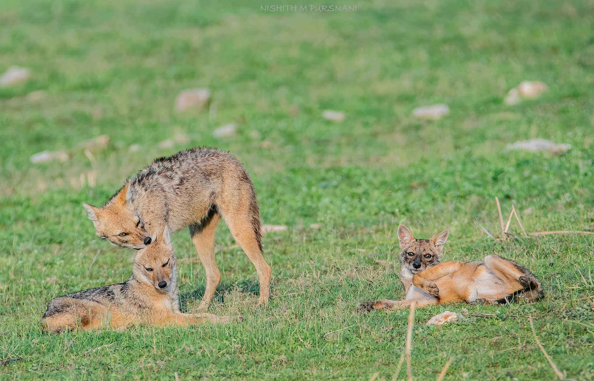 Jackal Family