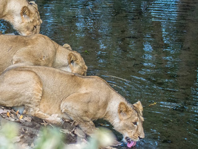 Lion pride from Gir National Park, Gujarat, India.