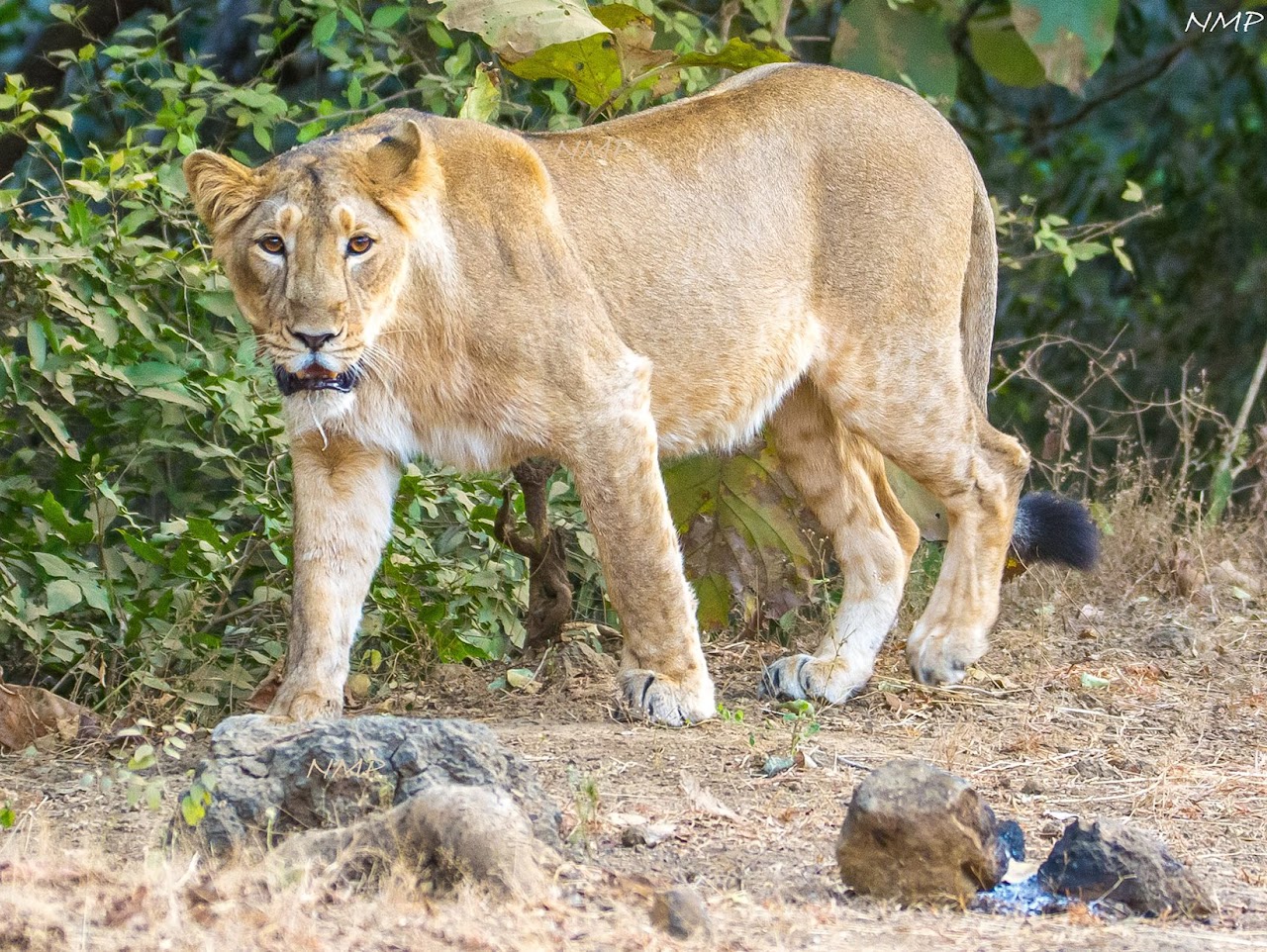 Lioness from Gir National Park, Gujarat, India.