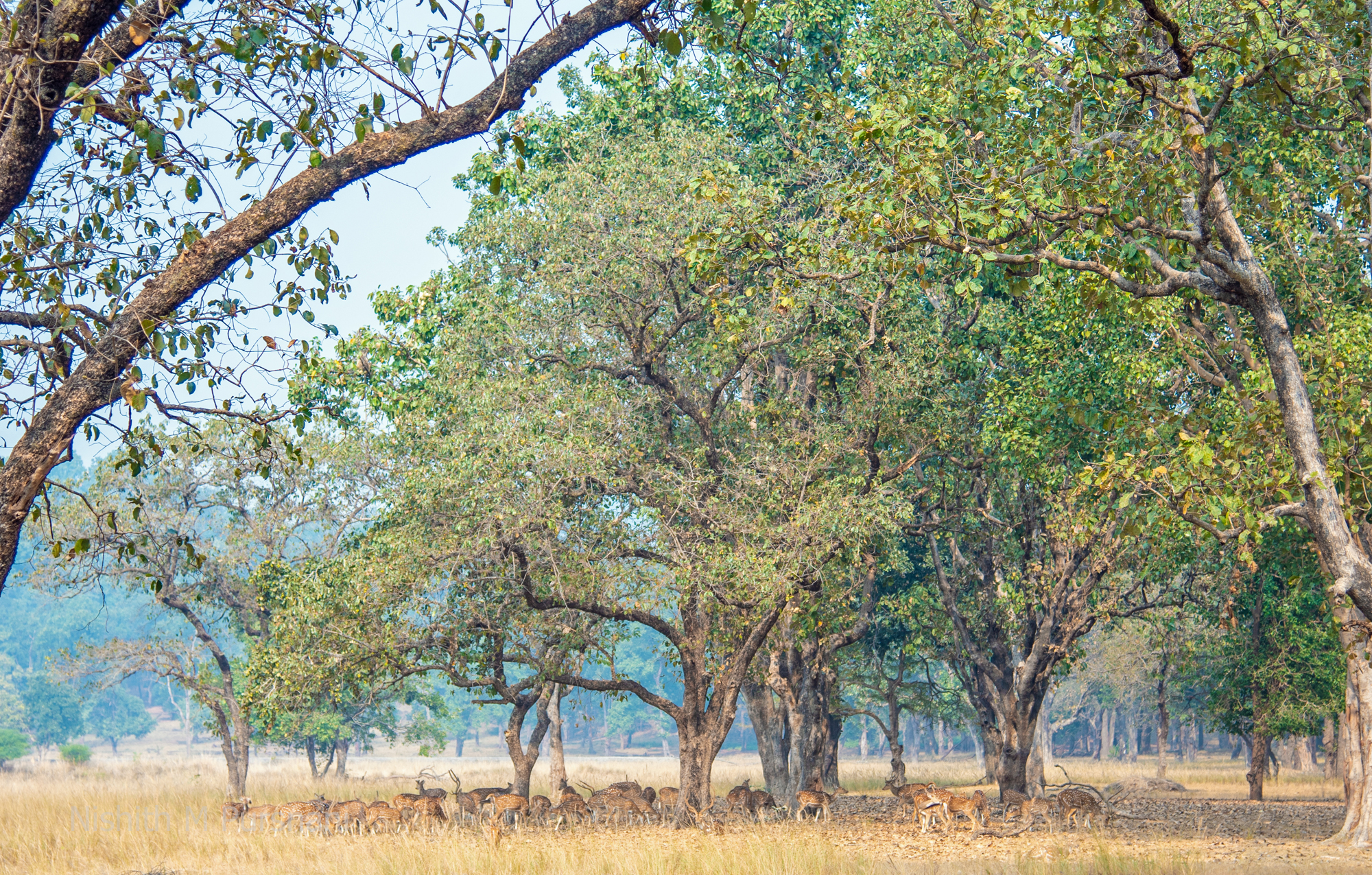 Bandhavgarh National Park,Madhya Pradesh. India